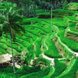 Bali Package 7N8D
